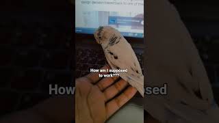 Cannot even get angry on her 🐥😴 #budgie #birds #fypppppppppp #fypシ゚viral #shorts #funny
