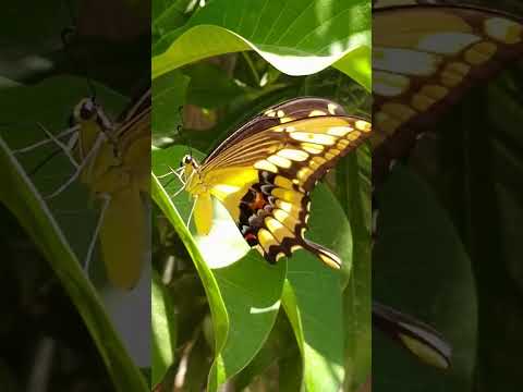 Light Wings #relax #motivation #butterfly #nature #calmshorts #quotes