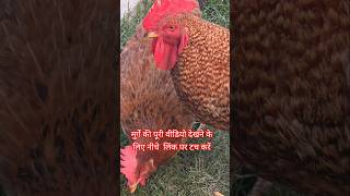 मुर्गे की जिंदगी 🐓  #murgacomedy  #birdsshorts  #birdsounds