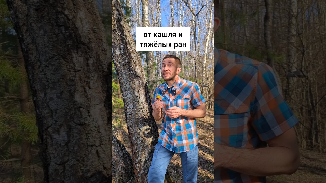 Мать-и-мачеха - от кашля и тяжелых ран #травы #травыдляздоровья #здоровье #здоровьебезлекарств