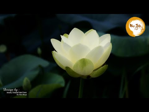 Nhạc Thiền - Thư Giãn, Âm Nhạc Mang Năng Lượng Tích Cực Giúp Bình An Tâm Hồn - RẤT HAY