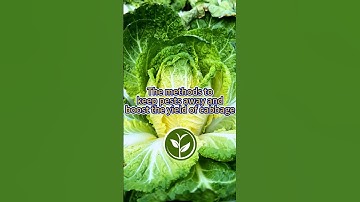The methods to keep pests away and boost the yields of cabbage #shortvideo #howto #plants #garden
