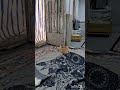 داماد از خدا بترس توخونه خودمون زور میگی دوست Cat شلتنا گربه Kitten گربه داماد از خدا بترس توخونه خودمون زور میگی دوست Cat شلتنا گربه Kitten گربه