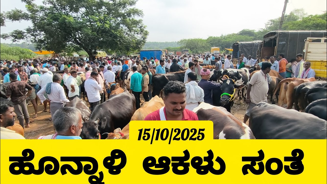 ಹೊನ್ನಾಳಿ ದಾವಣಗೆರೆ ಆಕಳು ಮಾರುಕಟ್ಟೆ/cattle market honnali Wednesday morning market 15/10/25