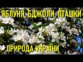 Як яблуня цвіте: бджоли працюють, пташки співають 🌤 Весна: травень 🌳 Природа україни 🌳 Звуки природи