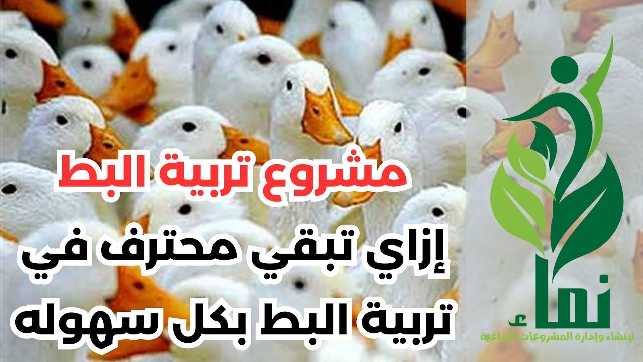 مشروع تربية البط .. إزاي تبقي محترف في تربية البط بكل سهوله