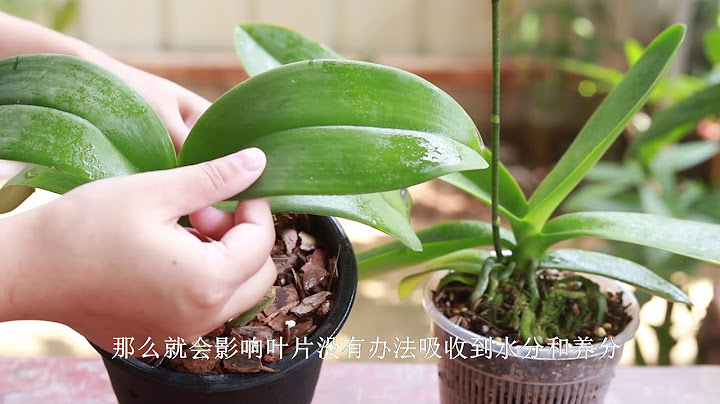 蝴蝶兰的叶片软弱无力，发蔫下垂，应该如何处理？ - 天天要闻