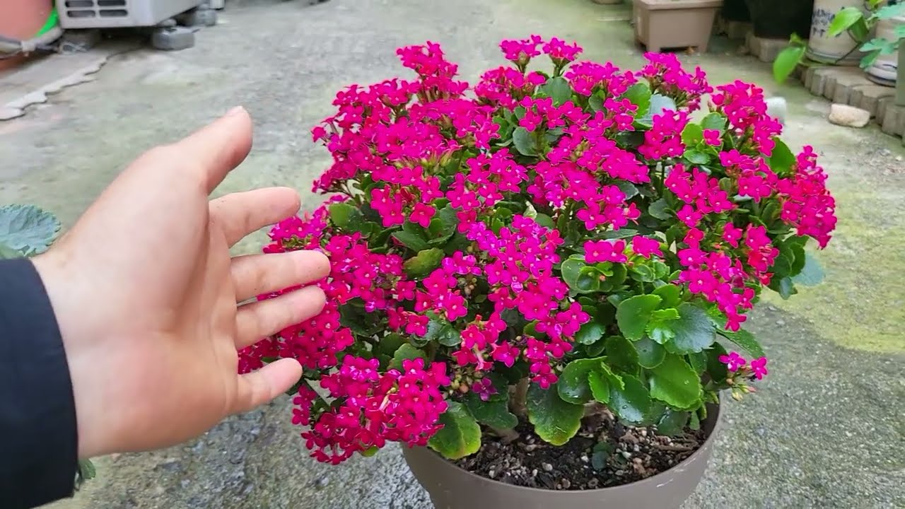 칼랑코에 1년 계속 꽃 피우기 도전하려면 이렇게!(그리고 외목대 만들기)