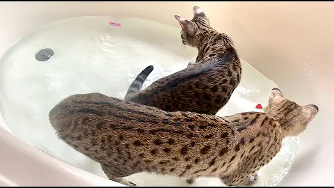 Watch the video about Funny Cats Playing In Water