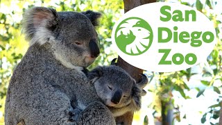 San Diego Zoo Tour & Review with The Legend
