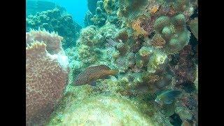 The Reef Dives, St Lucia 2019