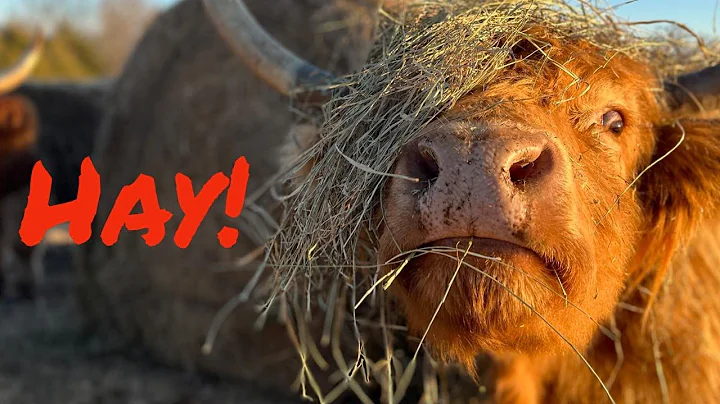 Optimal Hay Amount for Highland Cows