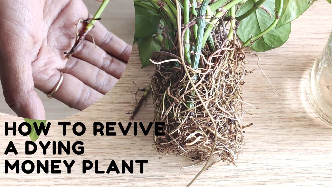 How to Revive a Dying Water Growing Money Plant? Money Plant Care in