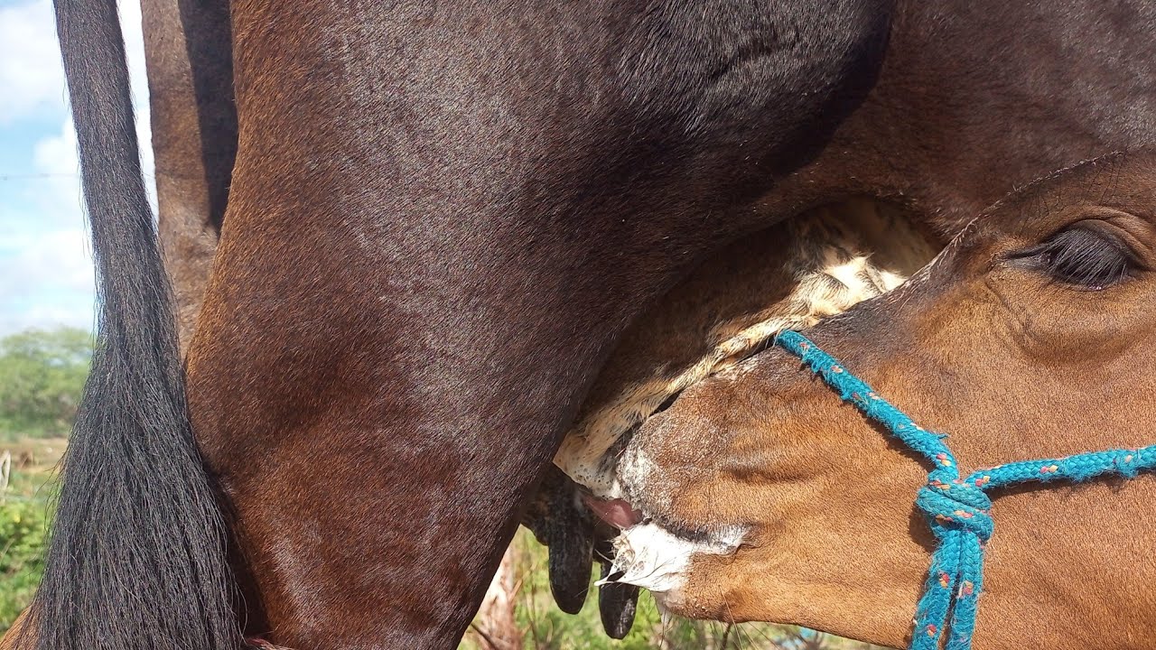 bezerra mamando em outra vaca , porque sua mãe verdadeira morreu .
