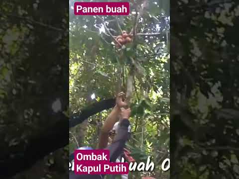 RAMAI RAMAI PANEN BUAH OMBAK KAPUL DI HUTAN