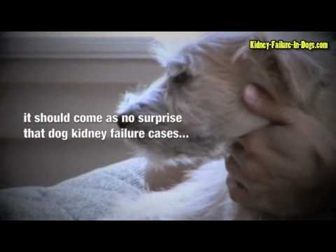 kidney-failure-in-dogs---act-fast-to-give-your-dog-the-best-chance-of-survival!