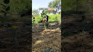 She is a mother now ❤️🐣#cute #animals #fypシ゚viral #mother #birds #chicks #nature #green
