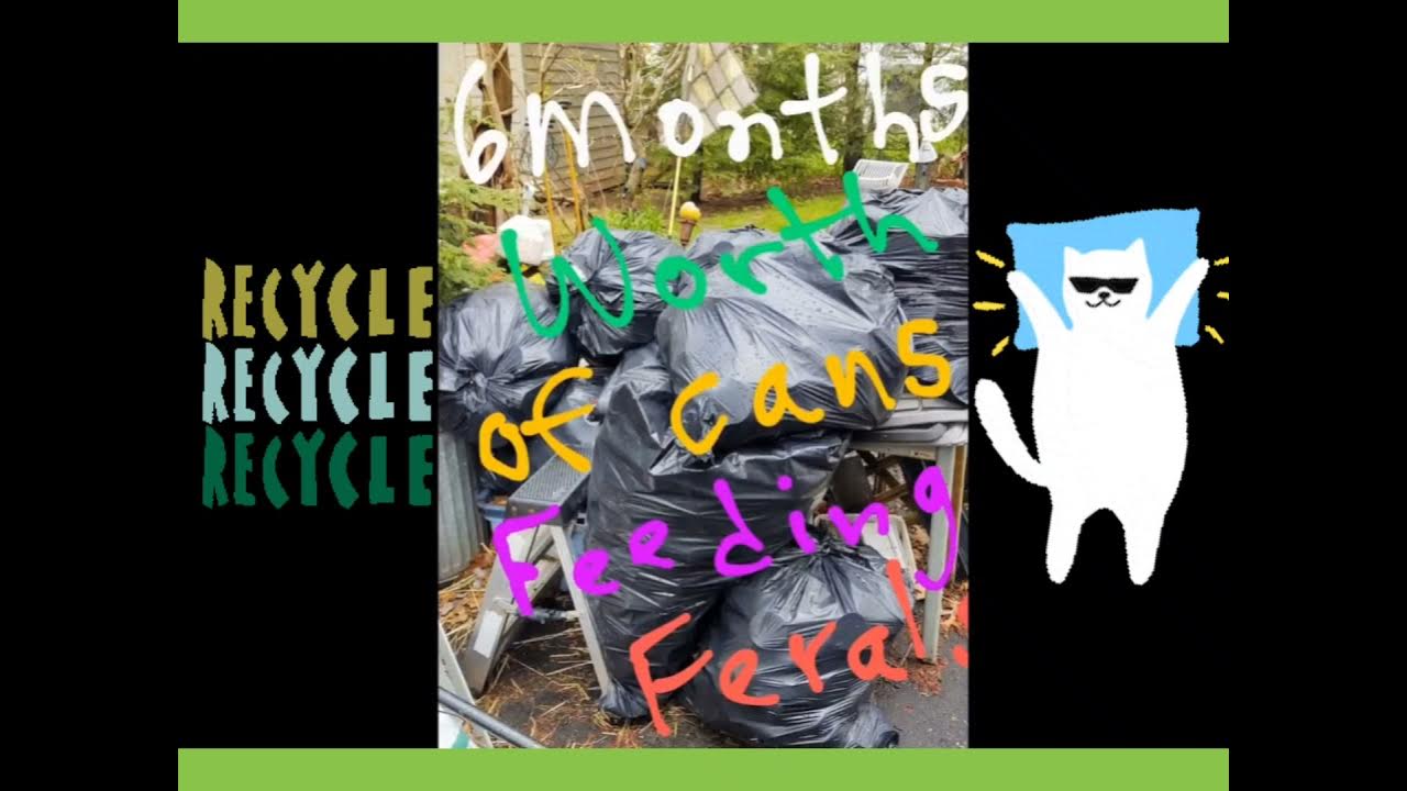 Aluminum Cat Food Cans 😻 YouTube