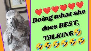 #animals #birds #parrots #pets #fun #lol #funny #love #greyparrots #youtube #fyp #youtubeshorts