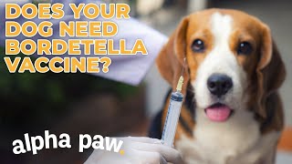 Does Your Dog Need THIS Vaccine
