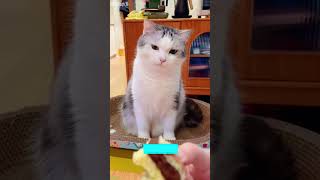 Funny Cats 2025  Kitten Meowing Cute   Part 8712