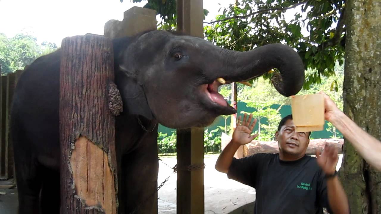 Baby elephant burp after a meal HD YouTube