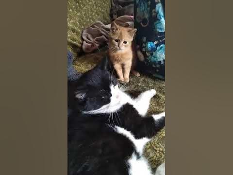 Злий кіт басік - YouTube