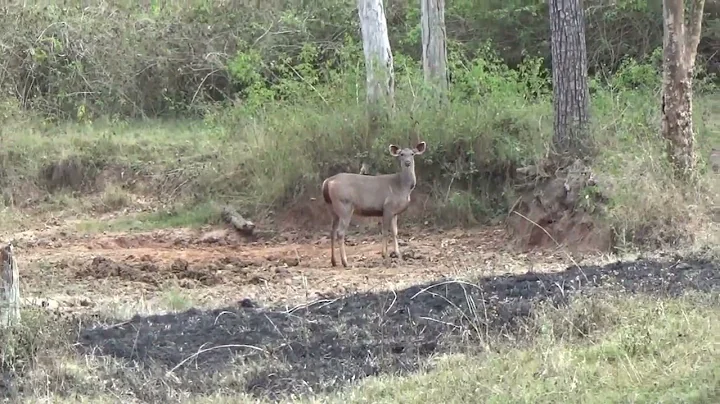 #bandipurtigerreserve Leopard Hunting Sambar deer