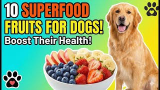 Superfoods for Dogs: 10 Fruits Worth Adding to Their Meals