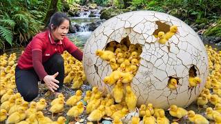 Harvest 1000+ Duckling and Quail - 200 Newly Hatched Ducklings Go to market sell