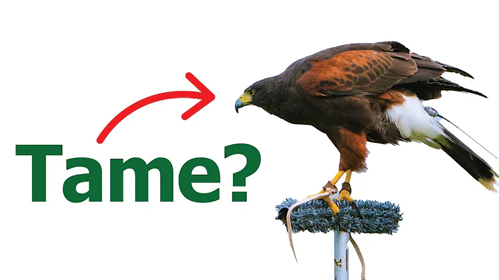 How To Tame a HAWK in real life | How to man your hawk | Operant conditioning - DayDayNews