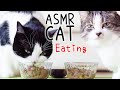  asmr cats eating 91