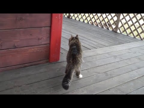 Cat Walk