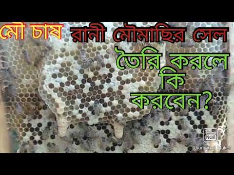 ভিডিও: একটি রানীবিহীন মৌচাক কি নতুন রানী তৈরি করতে পারে?