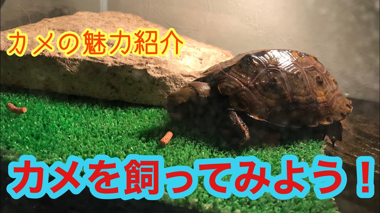 カメを飼おうと思っている方必見! カメの魅力紹介! - YouTube