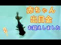 【かわいい金魚】黒出目金の赤ちゃんがやって来た！