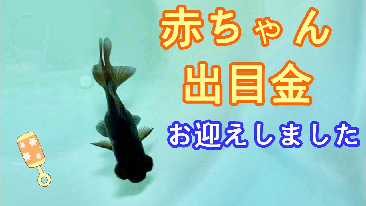 かわいい金魚 黒出目金の赤ちゃんがやって来た Youtube かわいい金魚 黒出目金の赤ちゃんがやって来た Youtube