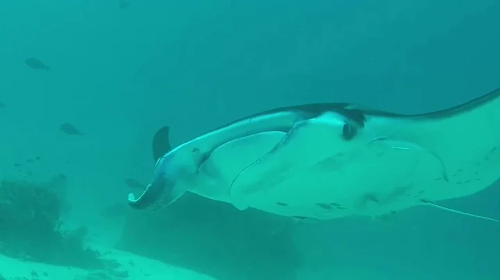 Raja Ampat   Manta Sandy