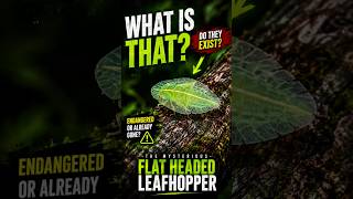 This Bug is a Master of Disguise! 🦎🍃#nature