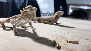 التنين الملتحي 