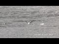 Sabine&#39;s Gull at Lake Caldonazzo