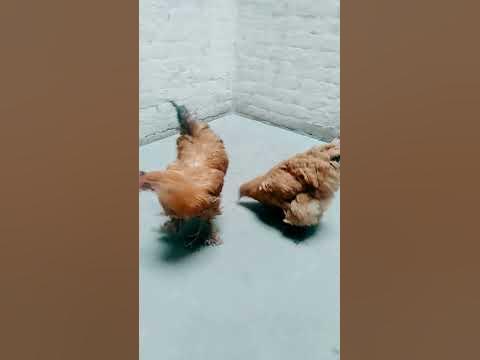 Golden puff hen - YouTube