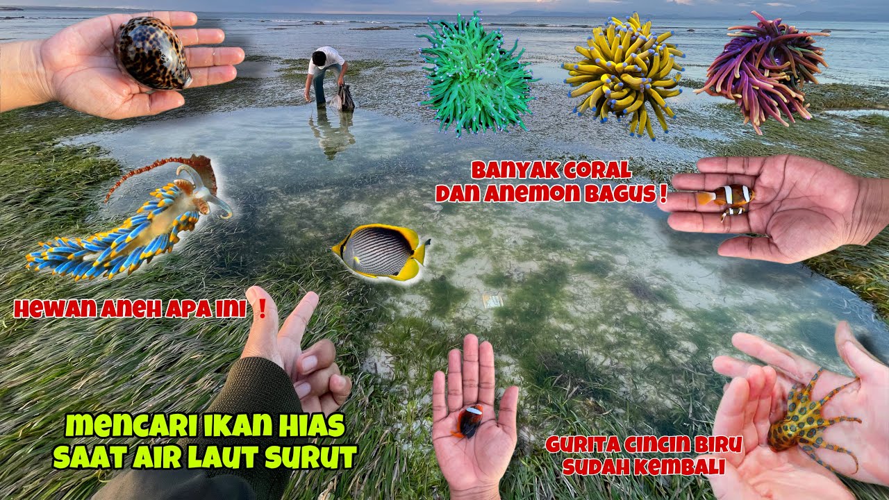 Hewan aneh dan beracun sudah kembali gais 😃 berburu ikan hias, coral, dan anemon ❗️