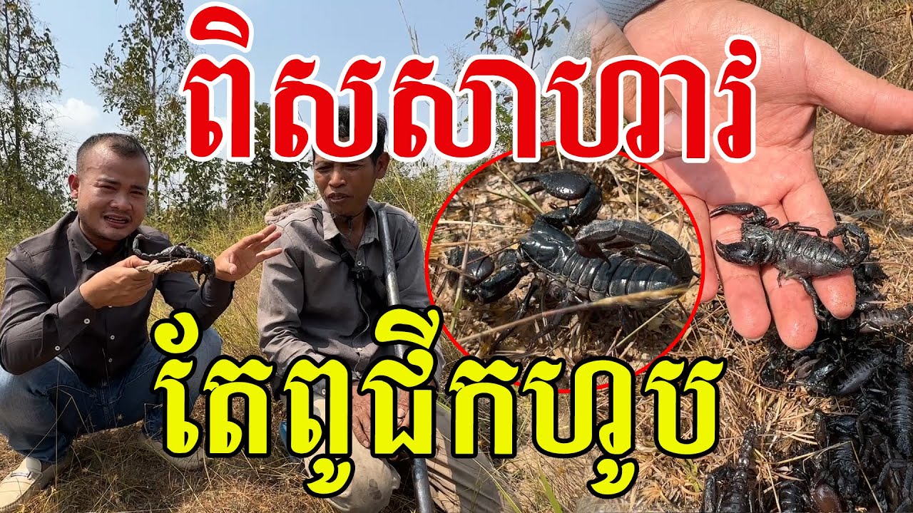 ប្លែកណាស់ពូ ដើរជីកខ្យាដំរីហូប សរសើរពូហ៊ានចាប់ឆៅៗ