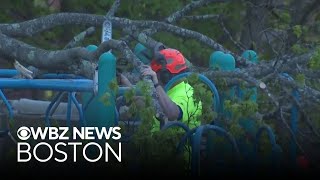 Boy dies from injuries after tree falls on playground at Massachusetts school