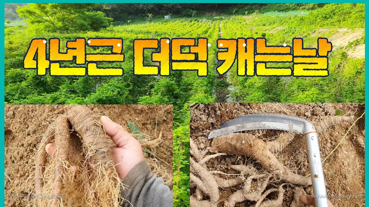더덕 재배방법 #더덕 캐는 날 - YouTube