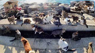 Adorable Paws Merry Christmas Party  Fish Restaurant for Stray Cats  Cute Kittens  Meow Orchestra