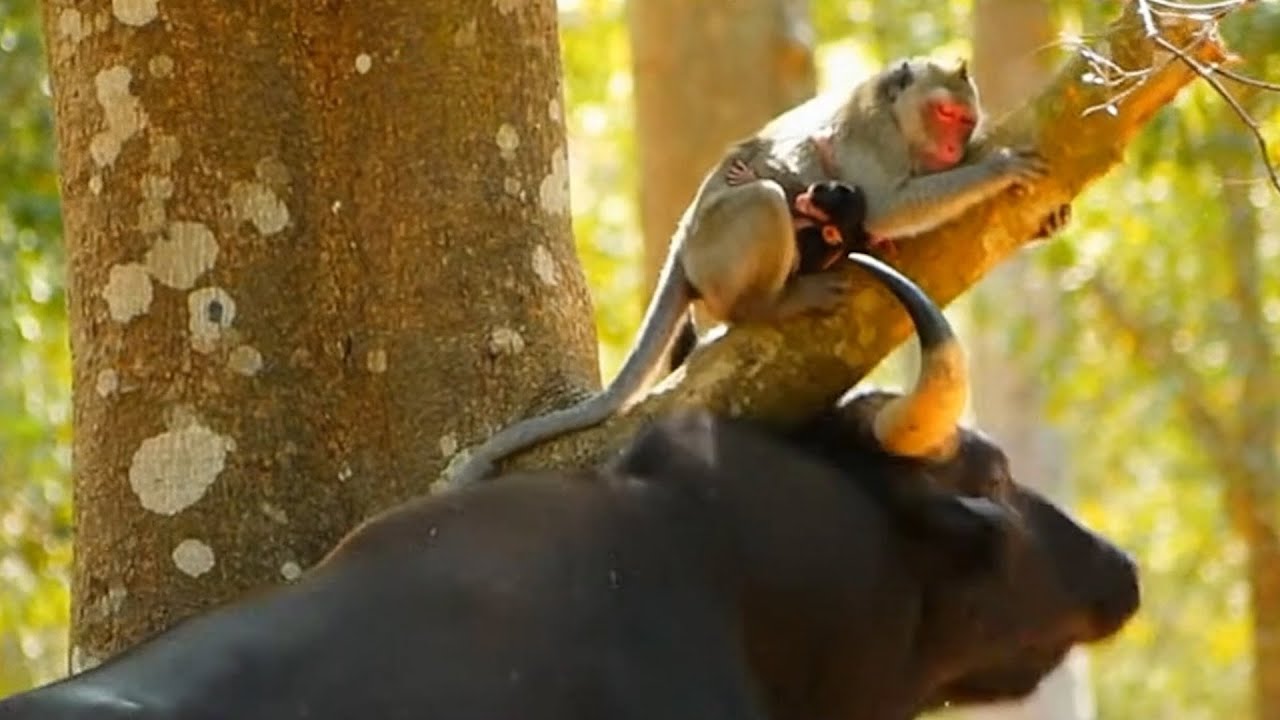 Poor Mother Macaque Gives Birth WHEN Buffalo attacked her 