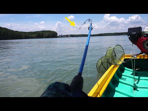 Video: Các Tính Năng Của Câu Cá Trên Vòng Tròn - Truy đuổi Kẻ Săn Mồi