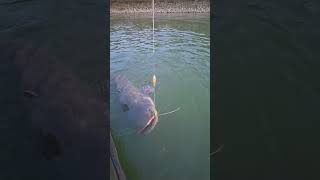 33 Waller in 18 Tagen! 🎣🇮🇹#wallerangeln #catfishing #po #grandefiume #wels